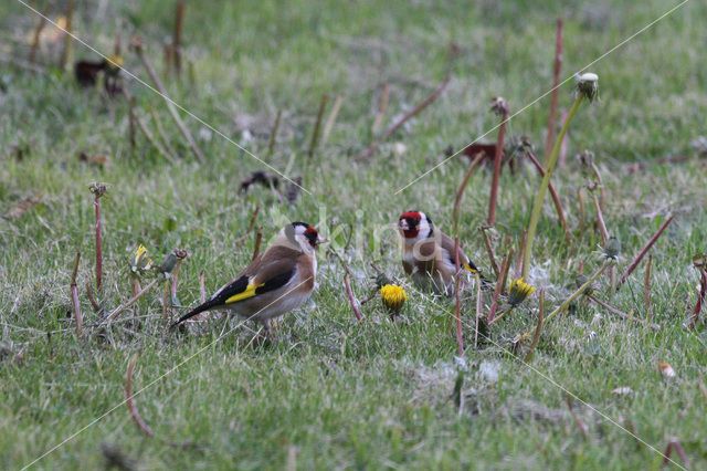 Grijskop Putter (Carduelis carduelis caniceps )