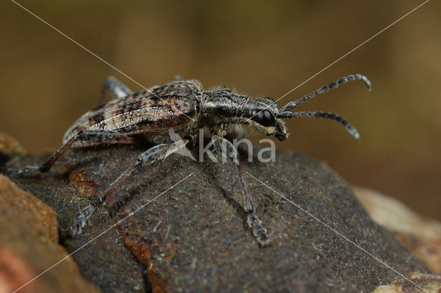 Grijze ribbelboktor (Rhagium inquisitor)