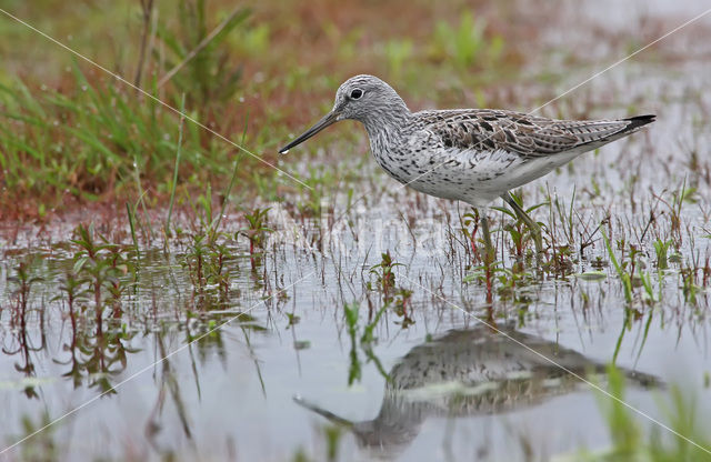 Groenpootruiter (Tringa nebularia)