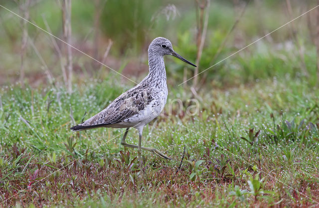 Groenpootruiter (Tringa nebularia)