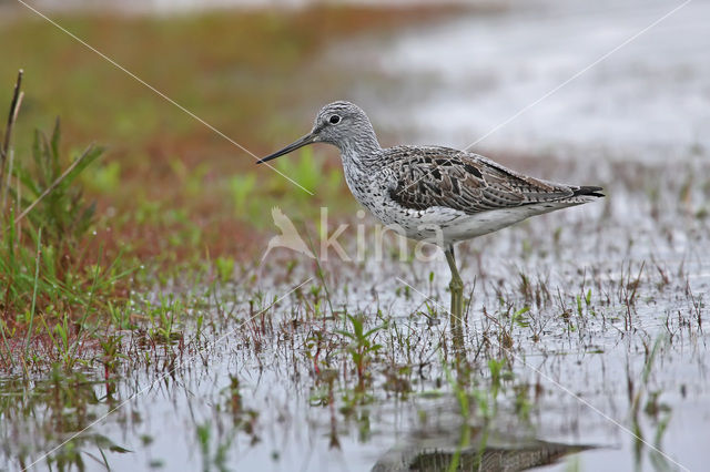 Groenpootruiter (Tringa nebularia)