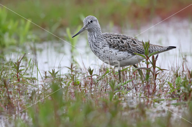 Common Greenshank (Tringa nebularia)