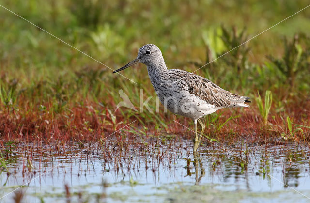 Groenpootruiter (Tringa nebularia)