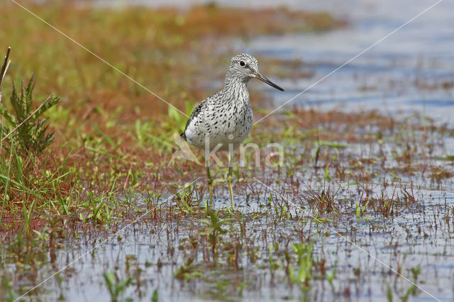 Groenpootruiter (Tringa nebularia)