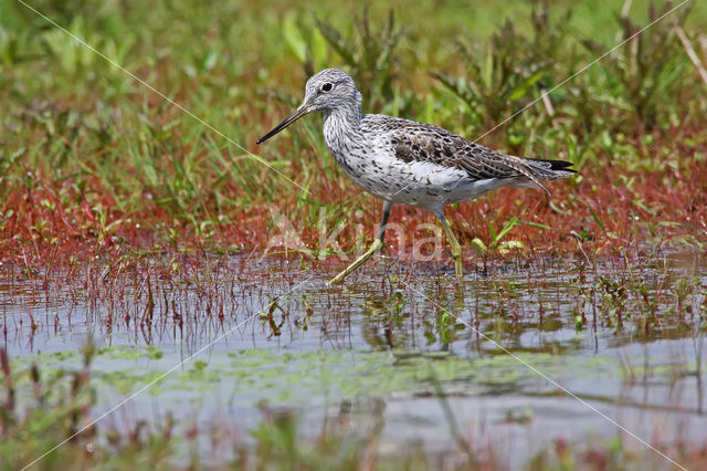 Groenpootruiter (Tringa nebularia)