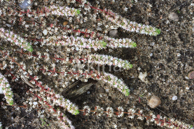 Coral Necklace (Illecebrum verticillatum)