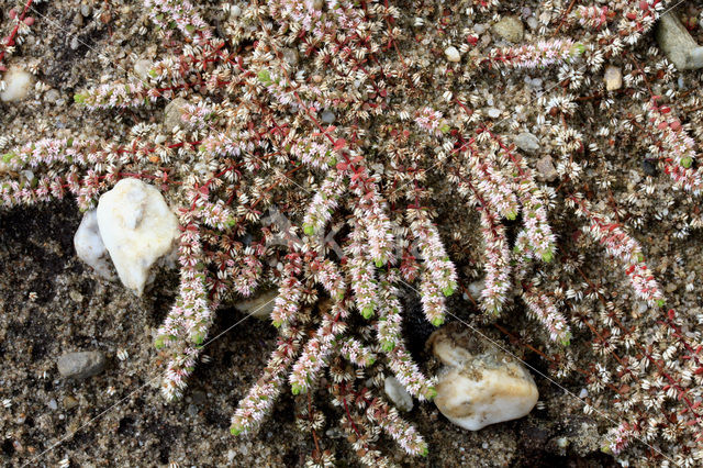 Coral Necklace (Illecebrum verticillatum)