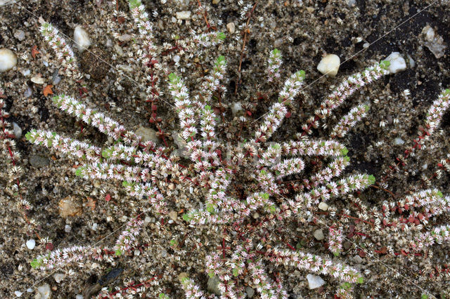 Coral Necklace (Illecebrum verticillatum)