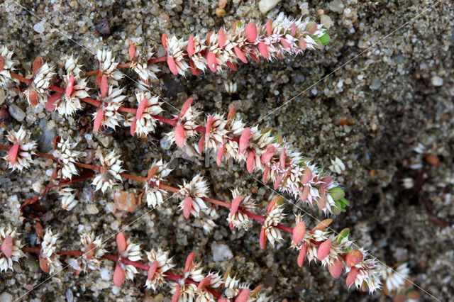 Coral Necklace (Illecebrum verticillatum)