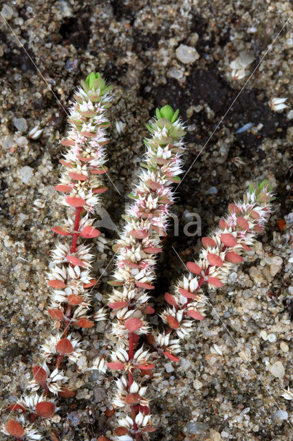 Coral Necklace (Illecebrum verticillatum)