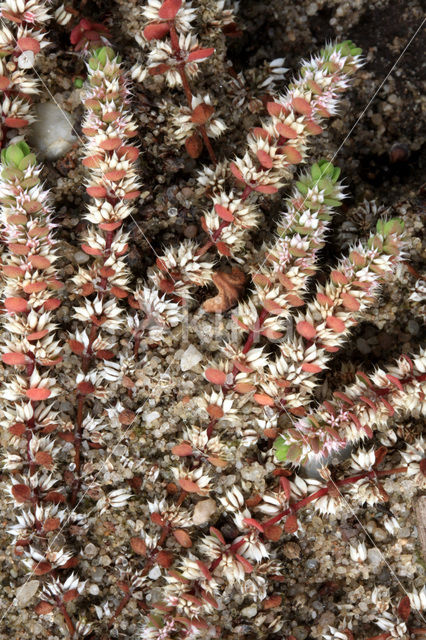 Coral Necklace (Illecebrum verticillatum)