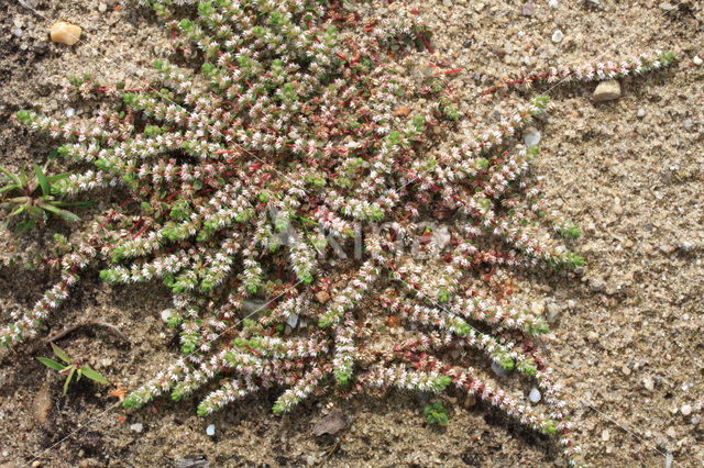 Coral Necklace (Illecebrum verticillatum)