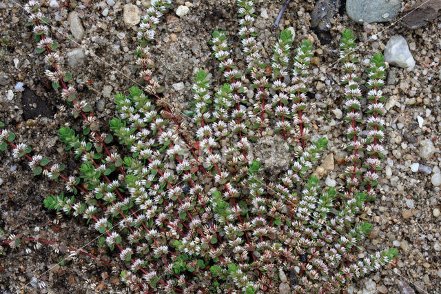 Coral Necklace (Illecebrum verticillatum)