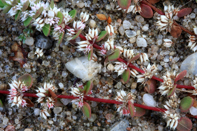 Coral Necklace (Illecebrum verticillatum)