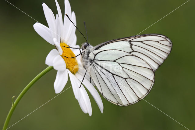 Black-veined White (Aporia crataegi)