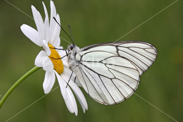 Groot geaderd witje (Aporia crataegi)