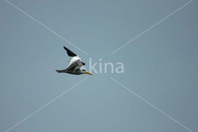 Large-billed Tern (Phaetusa simplex)