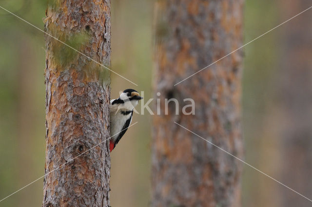 Grote Bonte Specht (Dendrocopos major)