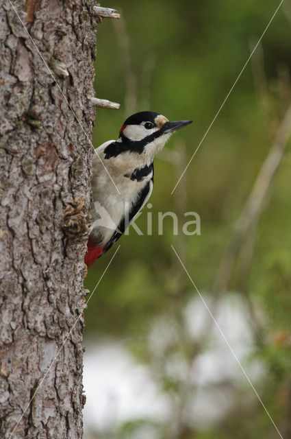 Grote Bonte Specht (Dendrocopos major)