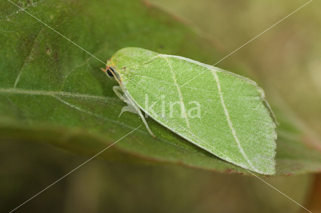 Bena bicolorana