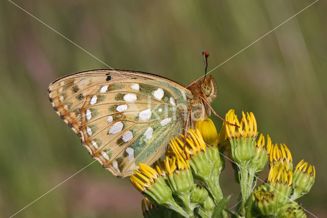 Grote parelmoervlinder (Argynnis aglaja)