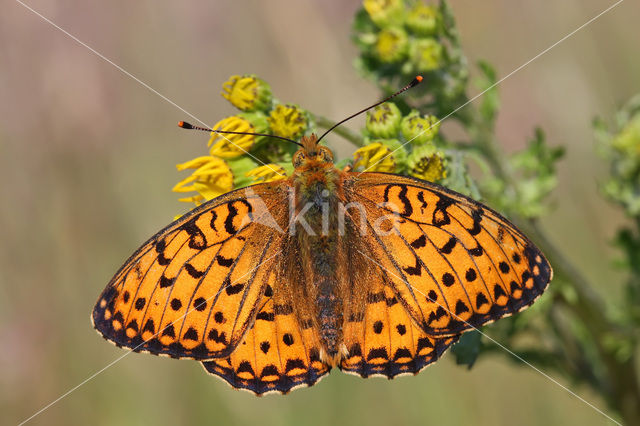 Dark Green Fritillary (Argynnis aglaja)