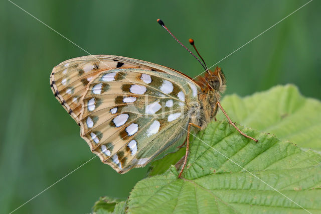 Grote parelmoervlinder (Argynnis aglaja)