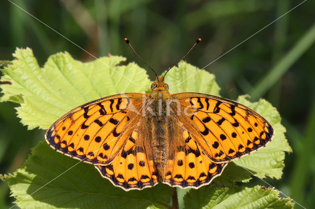 Grote parelmoervlinder (Argynnis aglaja)