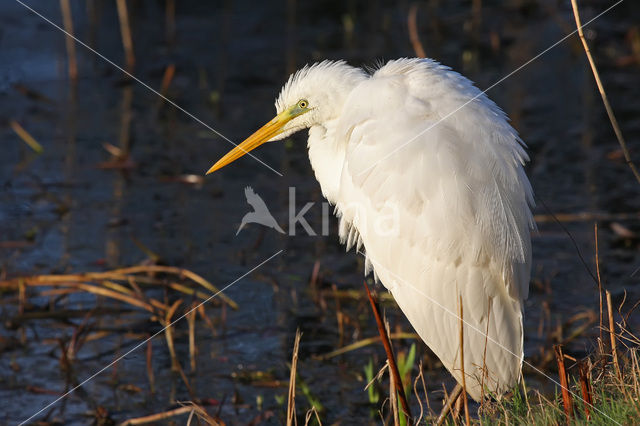 Great White Egret