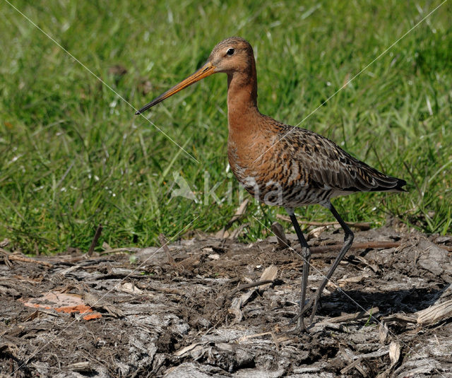 Black-tailed Godwit (Limosa limosa)