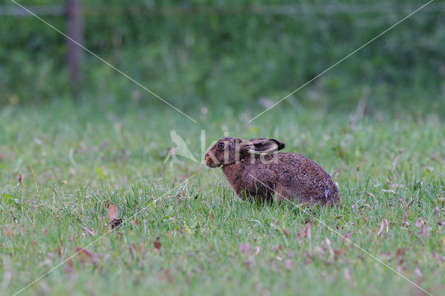 Haas (Lepus europaeus)