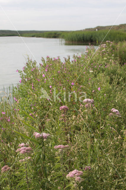 Harig Wilgenroosjes (Mompha bradleyi)