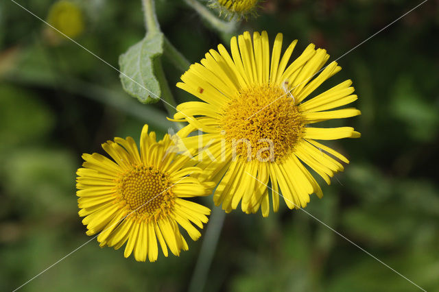 Heelblaadjes (Pulicaria dysenterica)