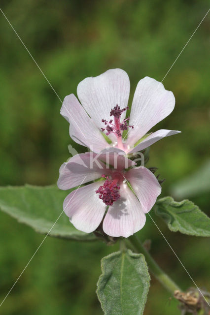 Heemst (Althaea )