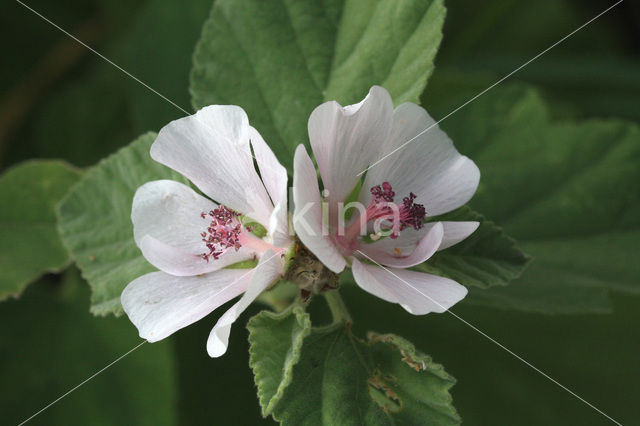 Heemst (Althaea )