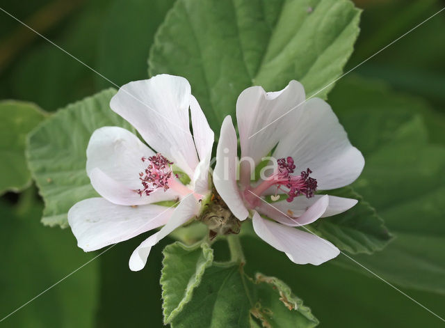 Heemst (Althaea )