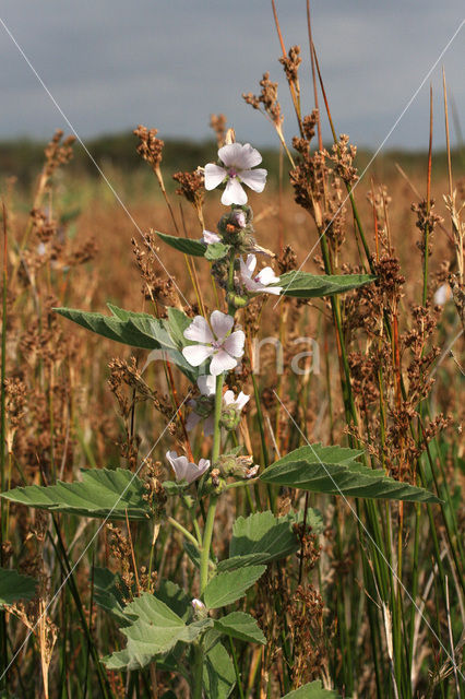 Marsh-mallow (Althaea )