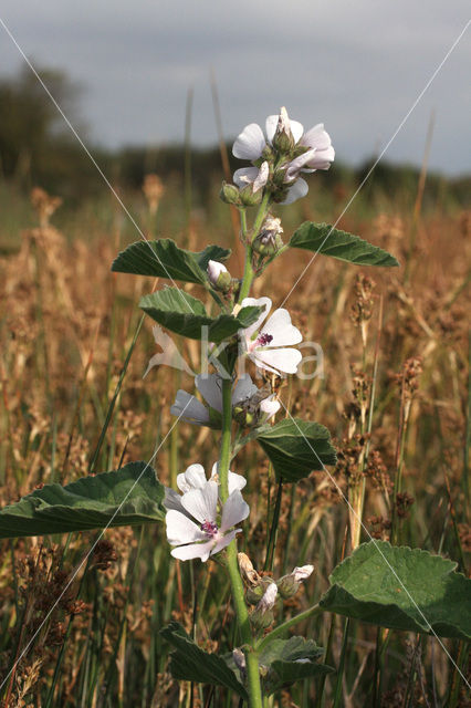 Heemst (Althaea )