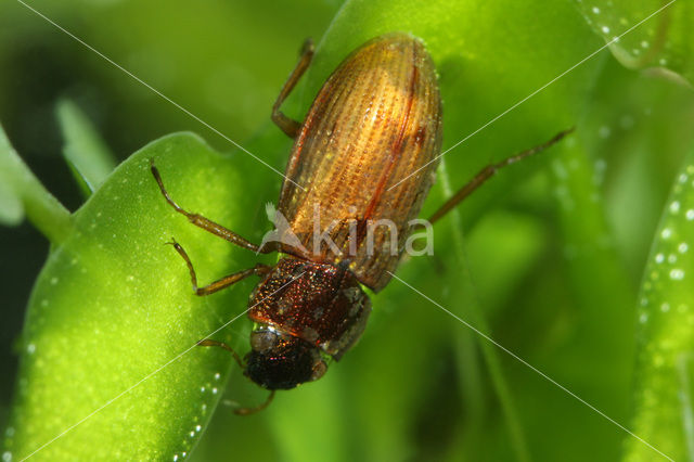 Helophorus strigifrons