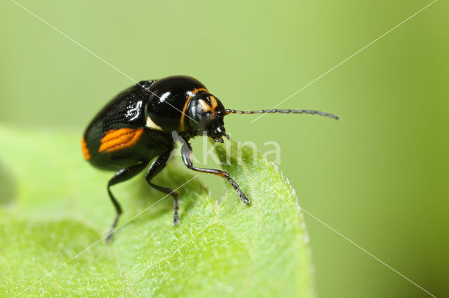 Cryptocephalus moraei