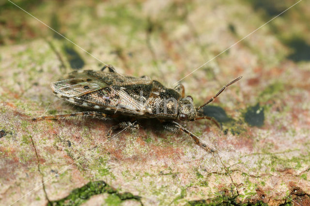 Heterogaster urticae