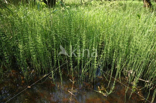 Waterhorsetail (Equisetum fluviatile)