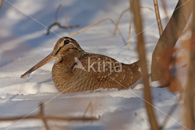 Eurasian Woodcock (Scolopax rusticola)