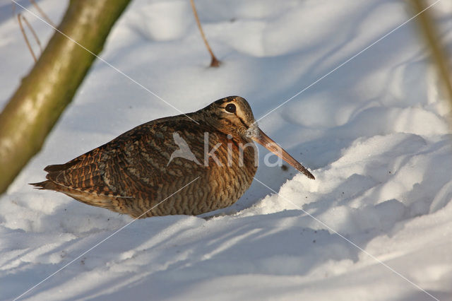 Eurasian Woodcock (Scolopax rusticola)