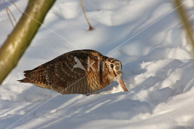 Eurasian Woodcock (Scolopax rusticola)