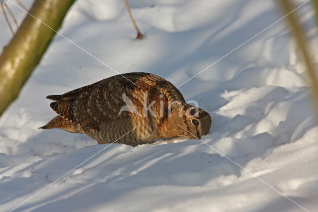 Eurasian Woodcock (Scolopax rusticola)