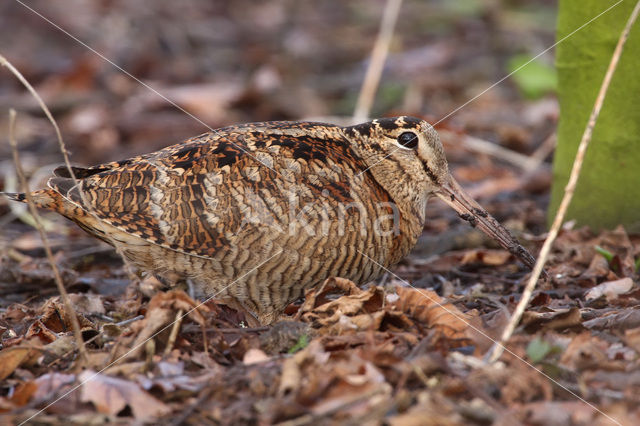 Eurasian Woodcock (Scolopax rusticola)