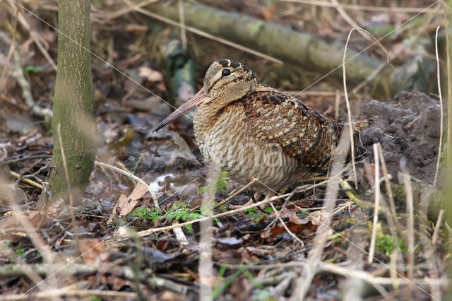 Eurasian Woodcock (Scolopax rusticola)