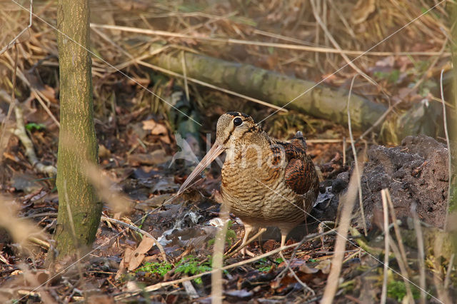 Eurasian Woodcock (Scolopax rusticola)