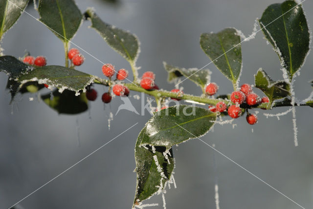 Holly (Ilex aquifolium)